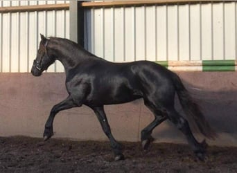 Friesian horses, Stallion, 2 years, 16 hh, Black