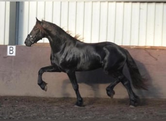 Friesian horses, Stallion, 2 years, 16 hh, Black