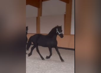 Friesian horses, Stallion, 2 years, 16 hh, Black