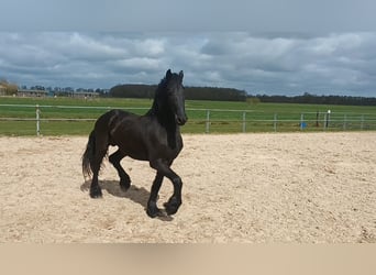 Friesian horses, Stallion, 2 years, 16 hh, Black