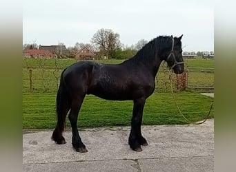Friesian horses, Stallion, 2 years, 16 hh, Black
