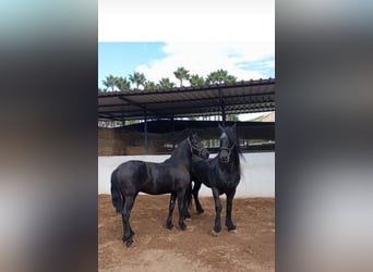 Friesian horses, Stallion, 2 years, 16,1 hh, Black