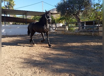Friesian horses, Stallion, 2 years, 16,1 hh, Black