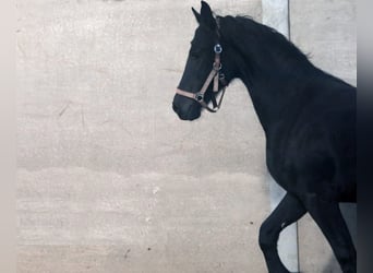 Friesian horses, Stallion, 2 years, 6.1 hh, Black