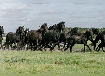 Friesian horses, Stallion, 2 years