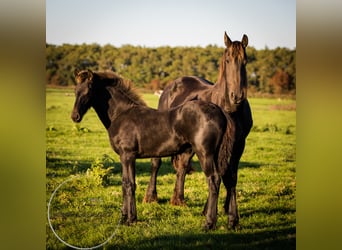 Friesian horses, Stallion, 2 years