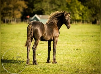 Friesian horses, Stallion, 2 years