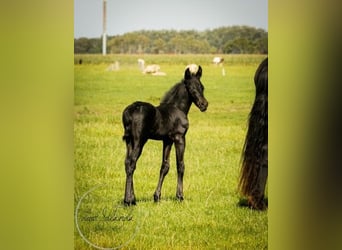 Friesian horses, Stallion, 2 years