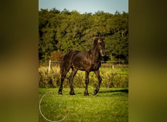 Friesian horses, Stallion, 2 years