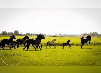 Friesian horses, Stallion, 2 years