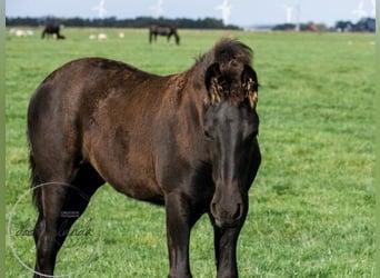 Friesian horses, Stallion, 2 years