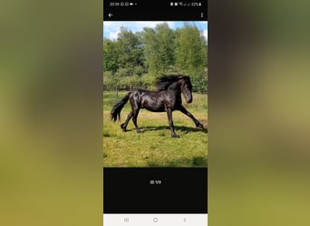 Friesian horses, Stallion, 2 years, Black