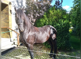 Friesian horses, Stallion, 2 years, Black