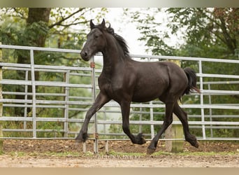 Friesian horses, Stallion, 2 years, Black