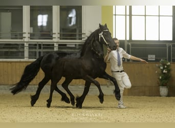 Friesian horses, Stallion, 2 years, Black