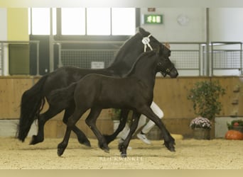 Friesian horses, Stallion, 2 years, Black