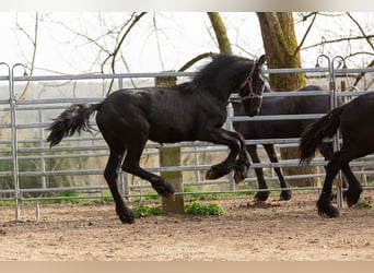 Friesian horses, Stallion, 2 years, Black