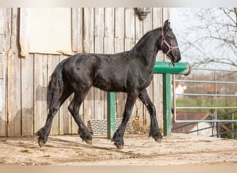 Friesian horses, Stallion, 2 years, Black