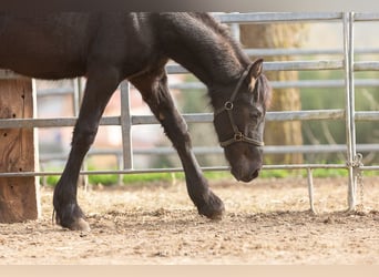 Friesian horses, Stallion, 2 years, Black