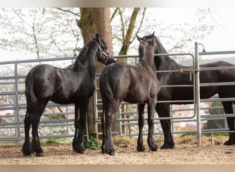 Friesian horses, Stallion, 2 years, Black