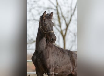 Friesian horses, Stallion, 2 years, Black