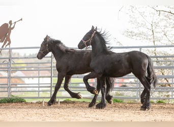 Friesian horses, Stallion, 2 years, Black