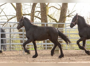 Friesian horses, Stallion, 2 years, Black