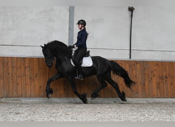 Friesian horses, Stallion, 3 years, 15.1 hh, Black