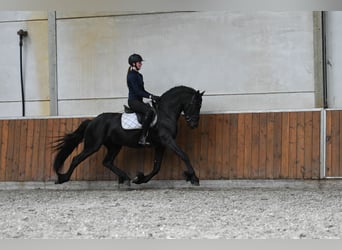 Friesian horses, Stallion, 3 years, 15.1 hh, Black