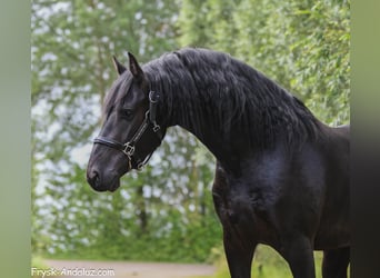 Friesian horses, Stallion, 3 years, 15.1 hh, Black