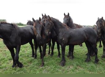 Friesian horses, Stallion, 3 years, 15.1 hh