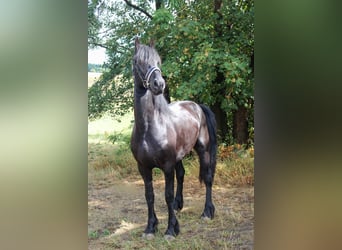 Friesian horses, Stallion, 3 years, 15.2 hh, Black