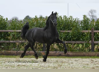 Friesian horses, Stallion, 3 years, 15.2 hh, Black