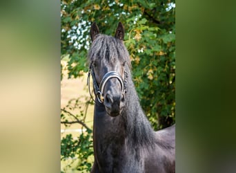 Friesian horses, Stallion, 3 years, 15.2 hh, Black