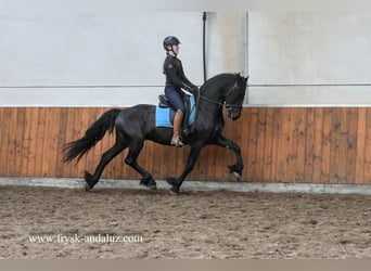 Friesian horses, Stallion, 3 years, 15.2 hh, Black