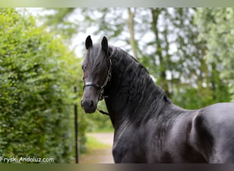 Friesian horses, Stallion, 3 years, 15.2 hh, Black