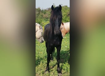 Friesen, Hengst, 3 Jahre, 15,2 hh, Rappe