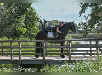 Friesian horses, Stallion, 3 years, 15.3 hh, Black