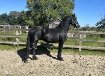 Friesian horses, Stallion, 3 years, 15.3 hh, Black