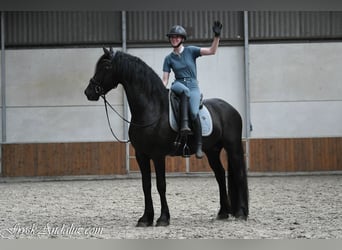 Friesian horses, Stallion, 3 years, 15.3 hh, Black