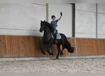 Friesian horses, Stallion, 3 years, 15.3 hh, Black