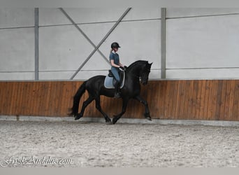 Friesian horses, Stallion, 3 years, 15.3 hh, Black