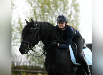 Friesian horses, Stallion, 3 years, 15,3 hh, Black