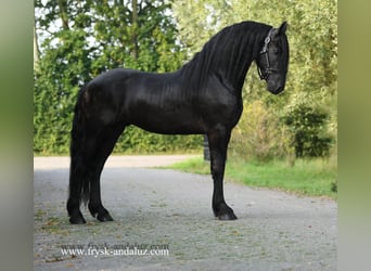 Friesian horses, Stallion, 3 years, 15,3 hh, Black