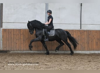Friesian horses, Stallion, 3 years, 15,3 hh, Black