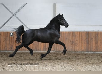 Friesian horses, Stallion, 3 years, 15,3 hh, Black