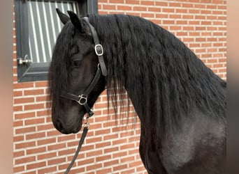 Friesian horses, Stallion, 3 years, 15,3 hh, Black