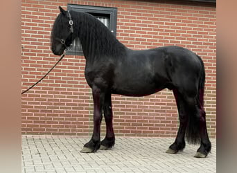 Friesian horses, Stallion, 3 years, 15,3 hh, Black