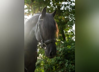 Friesian horses, Stallion, 3 years, 16.1 hh, Black