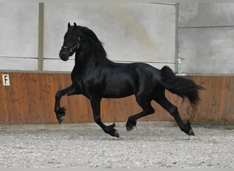 Friesian horses, Stallion, 3 years, 16.1 hh, Black